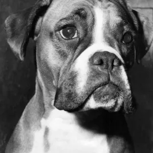 A Boxer Print Waiting to be Judged at Crufs A Boxer Print Waiting to be Judged at Crufs