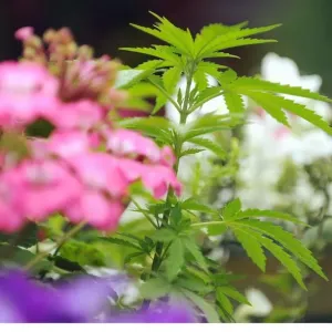 BPM MEDIA; Cannabis plants growing in six Newport City Council flower pots on the B4591 BPM MEDIA; Cannabis plants growing in six Newport City Council flower pots on the B4591