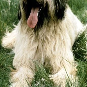 A Briard dog sitting with his tongue hanging out june 1987