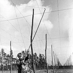 Bringing The hop wires in the Kent hopfields. 1953 P04545