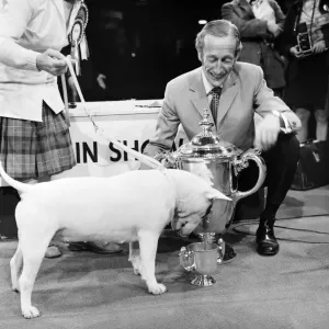 Britains top dog is white bull terrier - Champion Abraxas Audacity