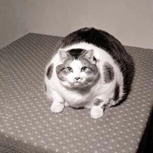 Britains Fattest Cat Large big overweight fat obese Sitting down looking