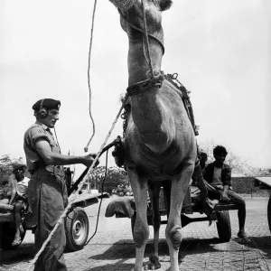 British army overseas in Yemen April 1966 Troops Army Soldiers Coldstream British army overseas in Yemen April 1966 Troops Army Soldiers Coldstream