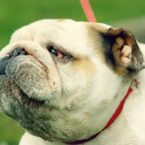 A British Bulldog A British Bulldog