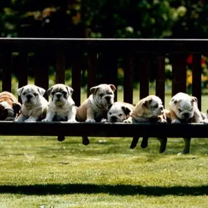 British Bulldog puppies on a park bench. Bulldogs Dogs Cute animals British Bulldog puppies on a park bench. Bulldogs Dogs Cute animals