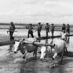 British Patrol Passes a Burmese Farmer and Oxen Print British Patrol Passes a Burmese Farmer and Oxen Print