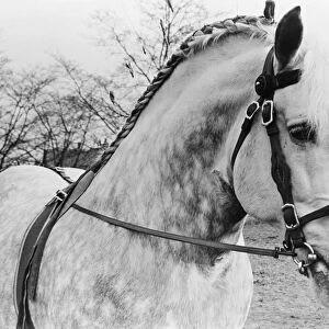 British Percheron Horse Society Show at Histon, Cambridge. 1 / 3 / 1951 B1012 / 1