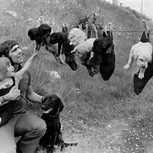 A brood of young Labrador puppies in socks on a washing line June 1973 P012414