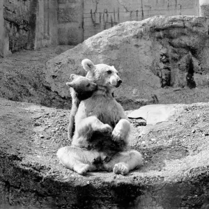 Brown bear and cub at London Zoo. 1965 C87-005