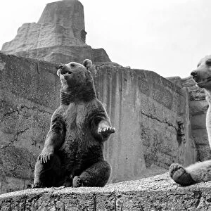 Brown bear and cub at London Zoo. 1965 C87