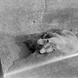 Brumas baby Polar Bear at london Zoo. 1950 022989 / 12