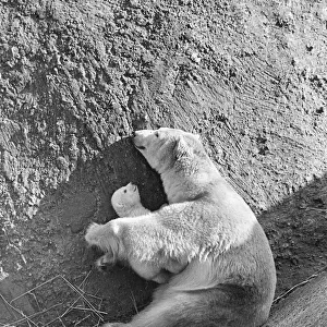 Brumas the Polar Bear, born 27th November 1949, her mother is named Ivy