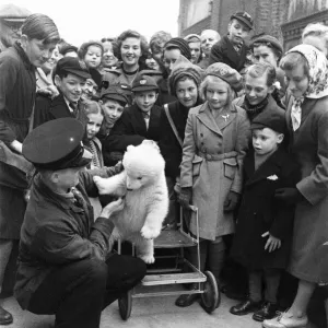 Brumas the Polar Bear, born 27th November 1949, her mother is named Ivy Brumas the Polar Bear, born 27th November 1949, her mother is named Ivy
