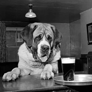 Bryan the St Bernard Dog enjoys a pint February 1956