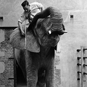Buck Jones measuring Diksie the elephants ears today. June 1951 P011837