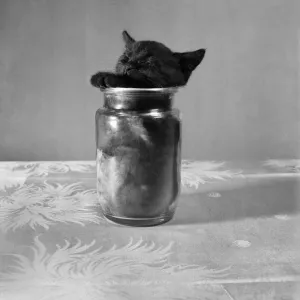 Bugsy the Kitten playing with a Jam jar. July 1953 D3499
