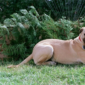 Bull Mastiff Dog September 98 Large Dog