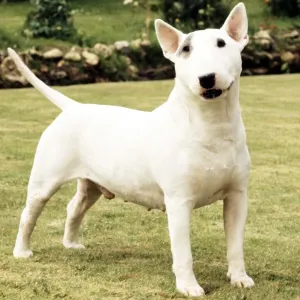 A Bull Terrier full length June 1987