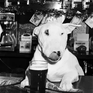 A bull terrier seen here enjoying a couple of pints of stout at his local pub A bull terrier seen here enjoying a couple of pints of stout at his local pub