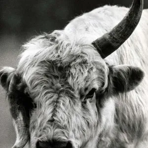 A Bull with a twisted horn (Crumple-Horn) May 1968
