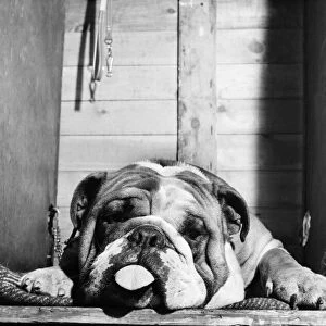 Bulldog with a hangover at a Leeds Show. October 1952 C5114