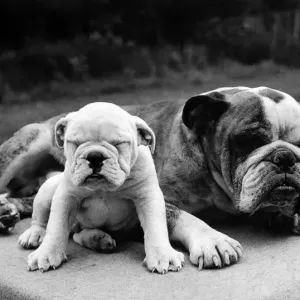 Bulldog and Pup. February 1946 P000576