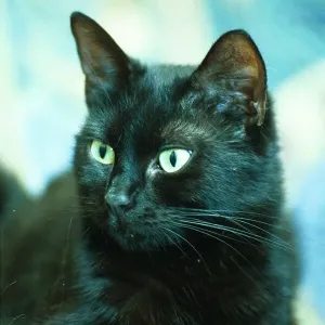 Bunny the black cat Bunny the black cat