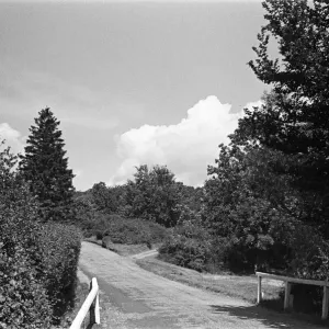 Burnham Beeches, Buckinghamshire. 3rd July 1944 Burnham Beeches, Buckinghamshire. 3rd July 1944