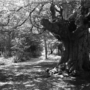 Burnham Beeches, Buckinghamshire. 3rd July 1944 Burnham Beeches, Buckinghamshire. 3rd July 1944