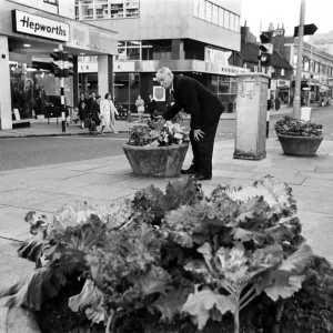 Cabbages Replace Flowers in Luton High Street Print 1966 Cabbages Replace Flowers in Luton High Street Print 1966