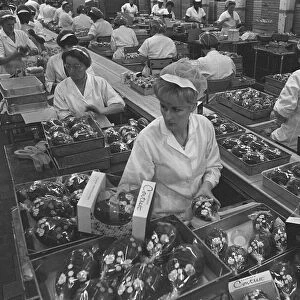Cadburys Contrast Easter Eggs December 1966 Ladies working on the Factory