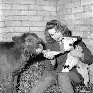 Calf and lamb with keeper at Whipsnade Zoo. 1965 C43-006
