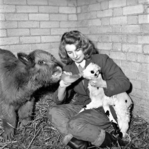 Calf and lamb with keeper at Whipsnade Zoo. 1965 C43-007