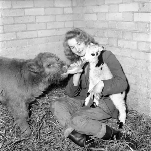Calf and lamb with keeper at Whipsnade Zoo. 1965 C43-008