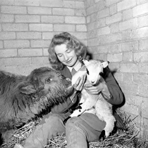 Calf and lamb with keeper at Whipsnade Zoo. 1965 C43-009