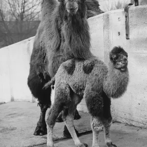 A camel calf with its mother Peggy at London Zoo A camel calf with its mother Peggy at London Zoo
