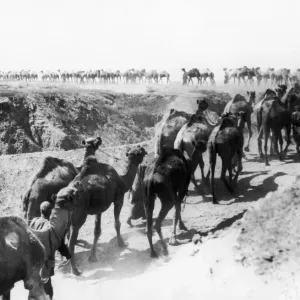 The Camels of the Imperial Camel Corps Print, 1917 The Camels of the Imperial Camel Corps Print, 1917