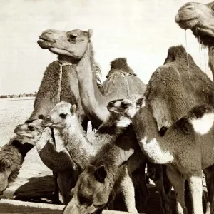 Camels - March 1966 - drinking water Bred by Nomad Arabs A&copy;mirrorpix