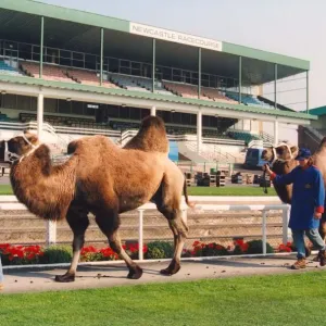 Camels on show before their race at Newcastle Racecourse Camels on show before their race at Newcastle Racecourse