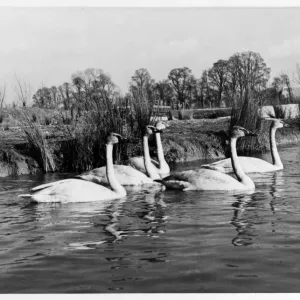 Canadian Trumpter swans presented to the Queenat the Severn WildFowl Trust, Sunbridge
