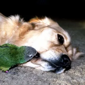 Carrie the Budgie and Mr Magoo the Golden Retriever get some rest February 1990 Carrie the Budgie and Mr Magoo the Golden Retriever get some rest February 1990