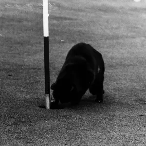 Cat called Chick stealing golf balls from hole on green Redditch golf course owner Rita Cat called Chick stealing golf balls from hole on green Redditch golf course owner Rita