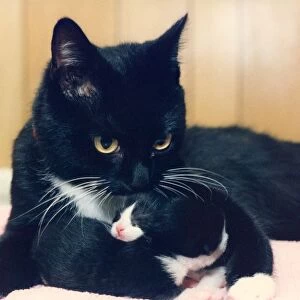 A Cat cuddling her kittens