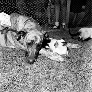 Cat and Dog. January 1953 C4185