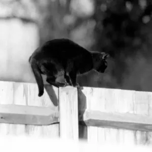 Cat on fence. 1982 LF08-16-049