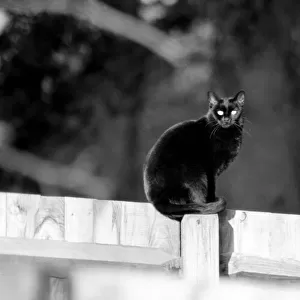 Cat on fence. 1982 LF08-16-050