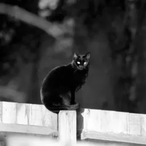 Cat on fence. LF08-16-051