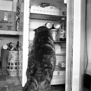 Cat helps himself to food in the fridge. 2nd March 1990 Cat helps himself to food in the fridge. 2nd March 1990
