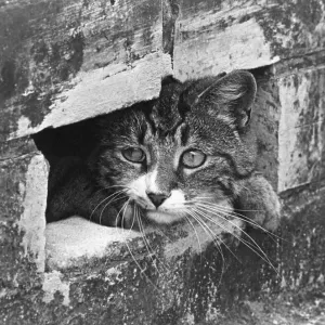 A cat hiding and on the lookout for trouble A cat hiding and on the lookout for trouble