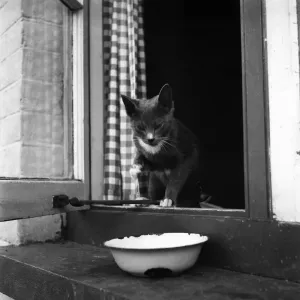 Cat at the home of Jonquil Antony. September 1953 D6216-001